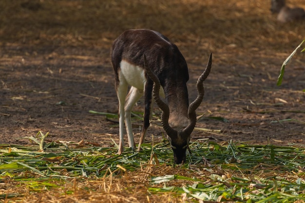 Parc Zoologique National New Delhi Inde