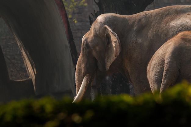 Parc Zoologique National New Delhi Inde