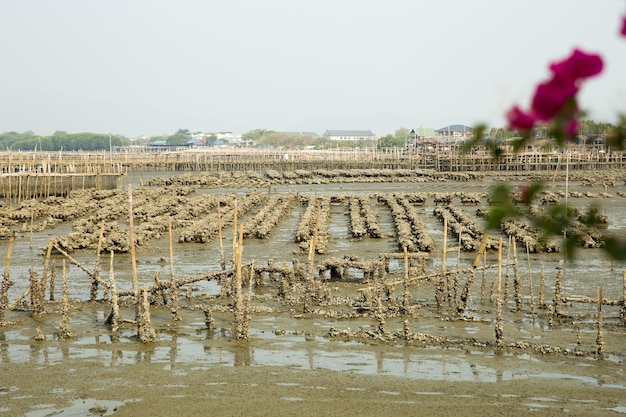 Les parcs ostréicoles du littoral de la Ville focus sélectif