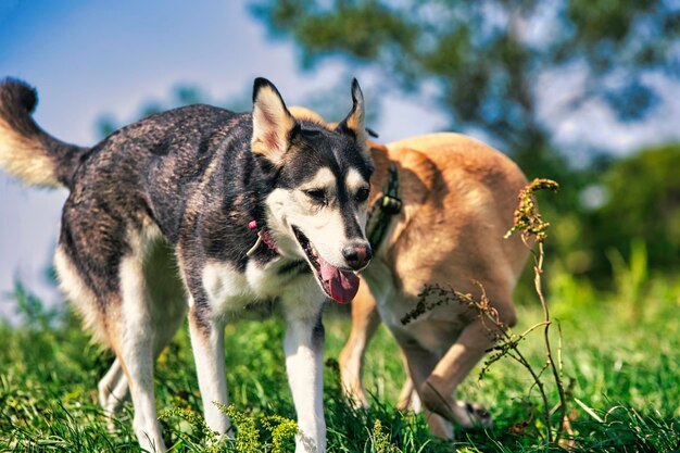 Photo des parcs pour chiens.