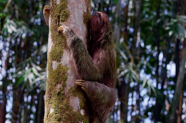 Paresseux rampant sur un tronc d'arbre