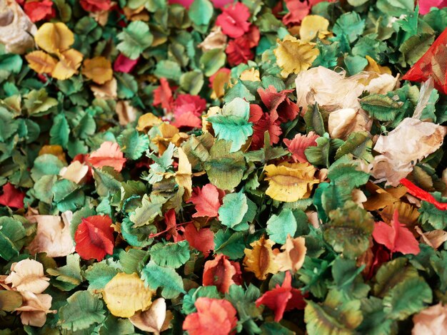 Parfum coloré fleurs séchées