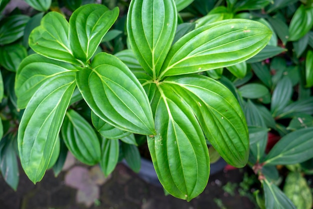 Parijoto laisse Medinilla speciosa dans un foyer peu profond