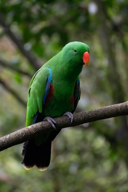 Parkeet vert sur une branche d'arbre