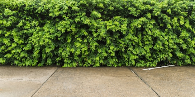 Parking avec mur végétal vert