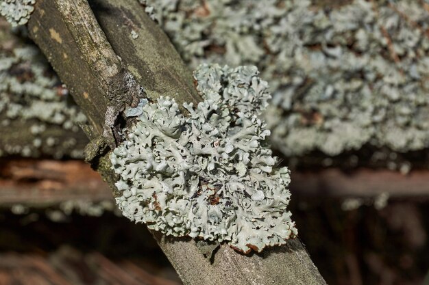 Parmelia sulcata lat Parmelia sulcata type de lichen genre Parmelee Parmelia