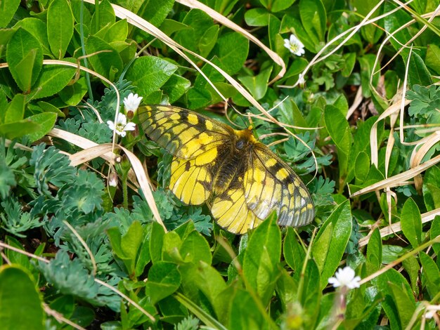 Photo parnassius eversmanni (papilionidae) papillon sur une pelouse verte. papillon rare de l'altaï. sibérie, russie