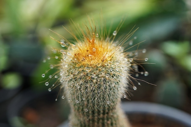 Parodia Leninghausii Beautiful Golden Ball cactus après la pluie