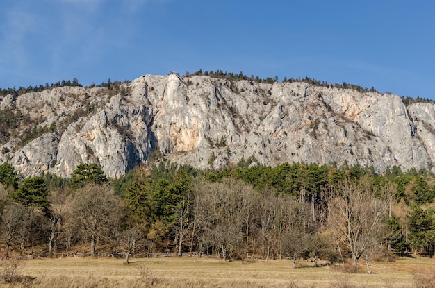 Paroi rocheuse avec forêt