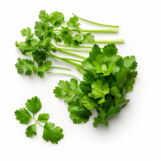 Parsley isolé sur décor de fond blanc Vue supérieure