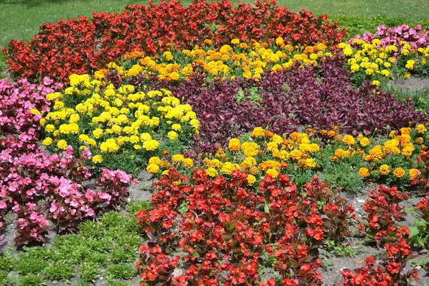 Parterre coloré dans le jardin