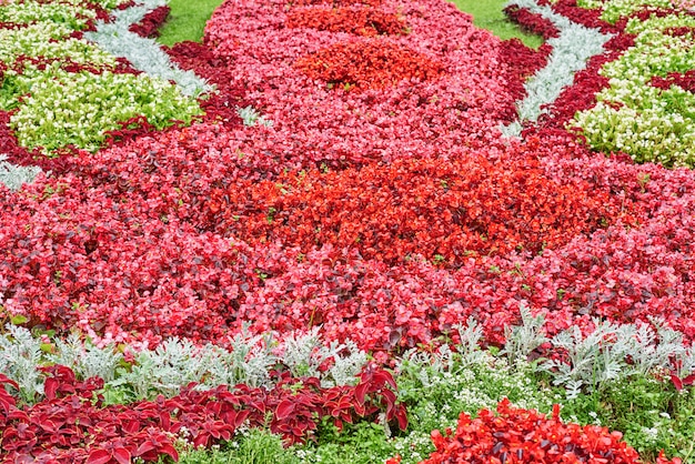 Parterre fleuri avec des fleurs colorées en arrière-plan