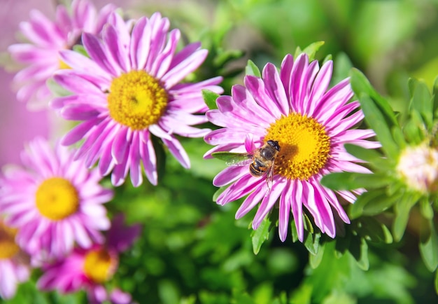 un parterre de fleurs avec des asters lilas, une abeille assise sur une fleur, recueillant du miel