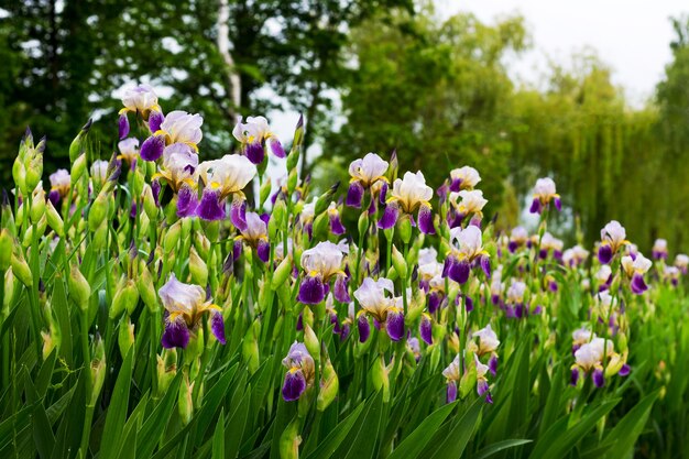 Parterre de fleurs aux iris blancs et violets dans le parc sur fond d'arbres_