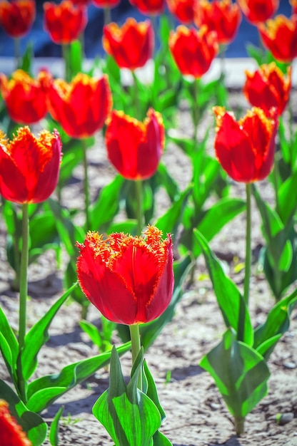 Parterre de fleurs avec de belles tulipes rouges