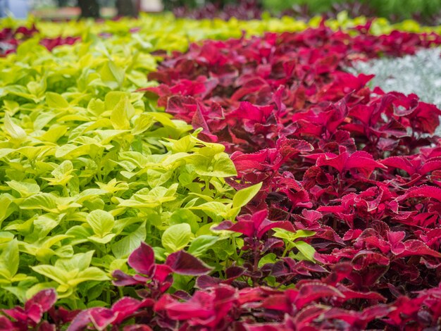 Parterre de fleurs colorées dans un jardin