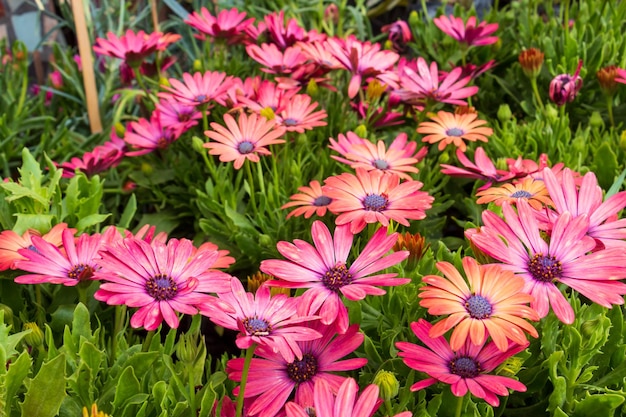 Parterre de fleurs colorées de marguerites roses vives