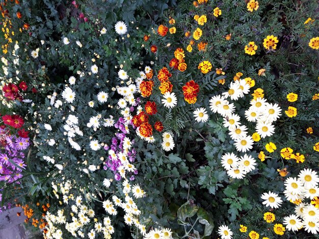 Parterre de fleurs colorés en blanc jaune et orange au printemps Pris en gros plan avec une vue d'en haut doux...