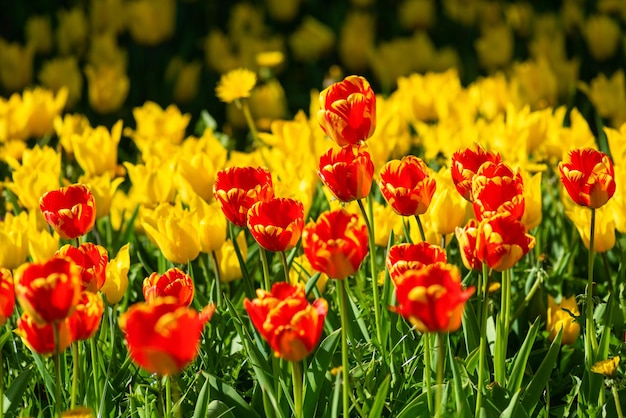 Un parterre de fleurs de différentes nuancesxA