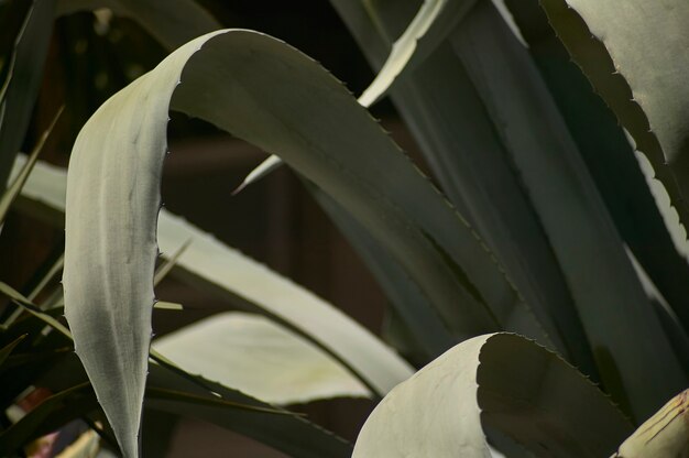 Parterre de fleurs avec diverses plantes grasses dont l'Aloe