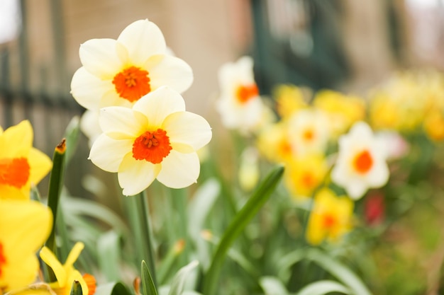 Un parterre de fleurs avec une fleur jaune et orange en arrière-plan