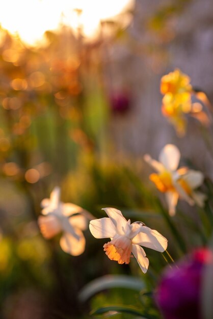 Photo parterre de fleurs avec des jonquilles jaunes au coucher du soleil