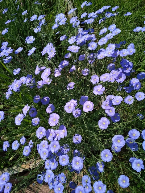 Photo parterre de fleurs, parterre de fleurs, brillant, belle, fleurs, bleu, lin, floriculture, jardinage, en plein air