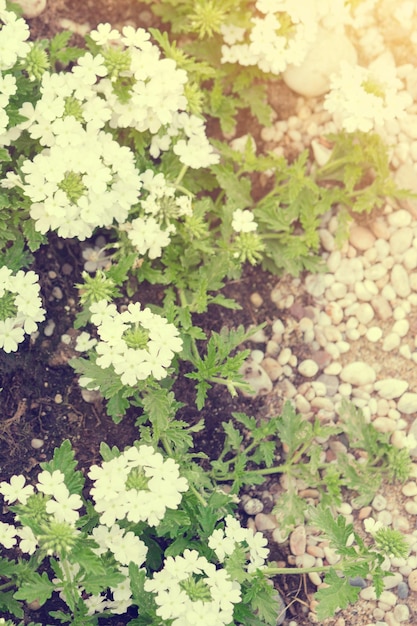 Parterre de fleurs avec petites fleurs blanches et pierres