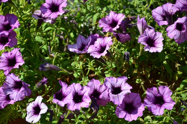 Parterre de fleurs avec des pétunias violets et violets multicolores. Coup de macro de belles fleurs colorées de pétunia (Petunia hybrida)