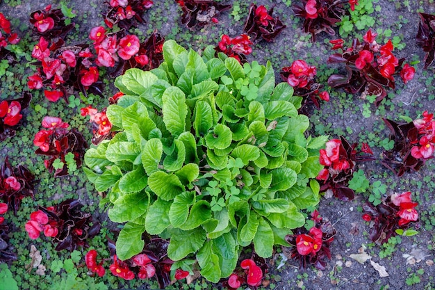 Parterre de fleurs avec plantes primevère et bégonia