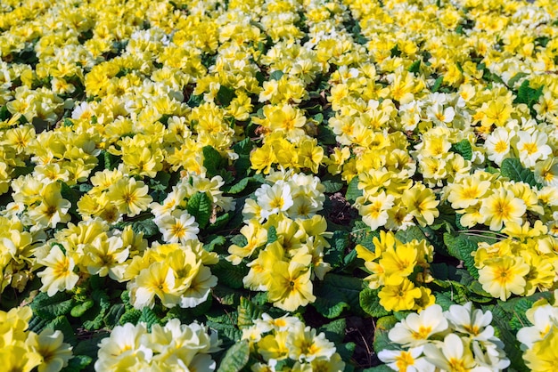 Parterre de fleurs de primevère