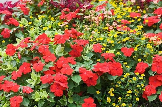 Parterre de fleurs rouges avec Impatiens et Osteospermum