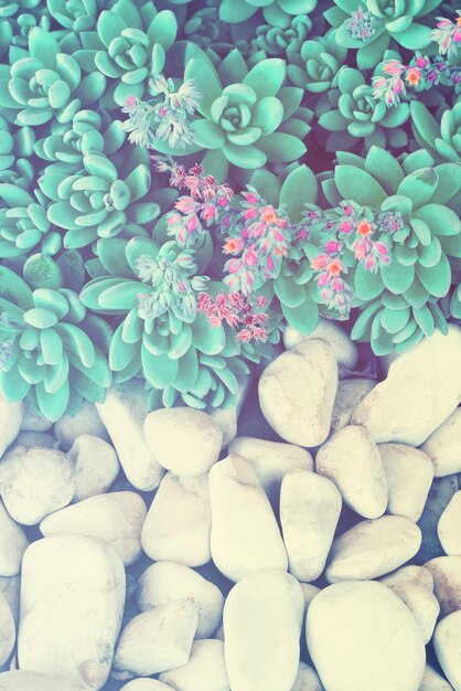 Parterre de fleurs avec sedum et pierres Tonifié