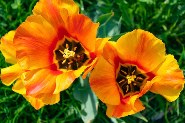 Photo un parterre de fleurs avec des tulipes multicolores à l'arrière-plan floral