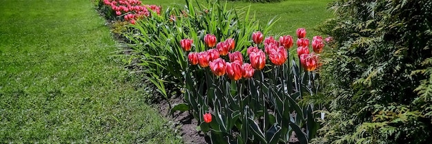 Parterre de fleurs de tulipes roses et jaunes dans le parc au printemps à la lumière du soleil aménagement paysager et jardinage fleurs mise au point sélective bannière web mise au point douce