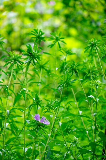 Parterre de fleurs vertes avec une fleur lilas par une journée ensoleillée d'été. Aménagement naturel.