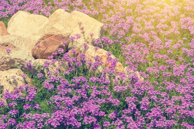 Parterre de fleurs violettes et pierre