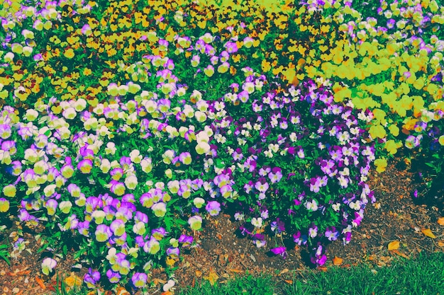 Le parterre lumineux de pensées est situé à Washington DC, aux États-Unis. Dans la ville existe la bibliothèque florale, créée en 1969. Elle fait partie du projet d'embellissement de la capitale Lady Bird Johnsons. Tonifié