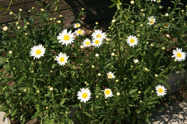 Un parterre de marguerites blanches dans le jardin en été