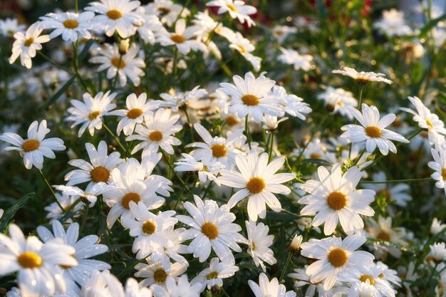 Un parterre de marguerites poussant dans un parc verdoyant ou une réserve naturelle Marguerite plantes à fleurs vivaces dans un arbuste feuillu fleurissant au soleil belles fleurs blanches décoratives dans un jardin fleuri