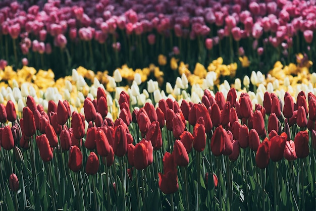 Parterre de tulipes Colofur à Emirgan Park Istanbul Festival des fleurs de tulipes