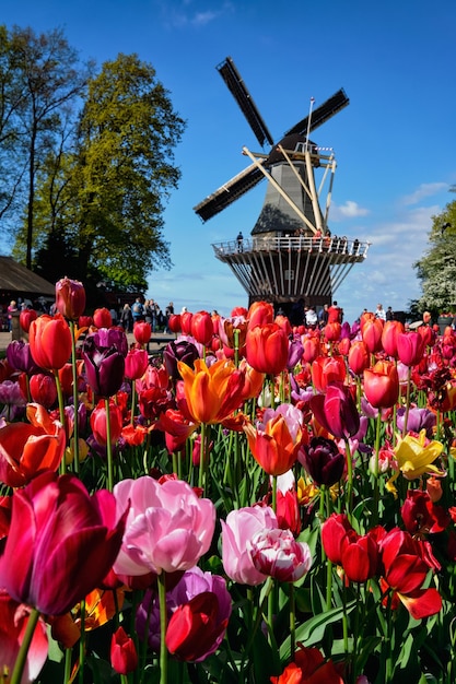 Parterre de tulipes en fleurs et moulin à vent dans le jardin de fleurs de keukenhof