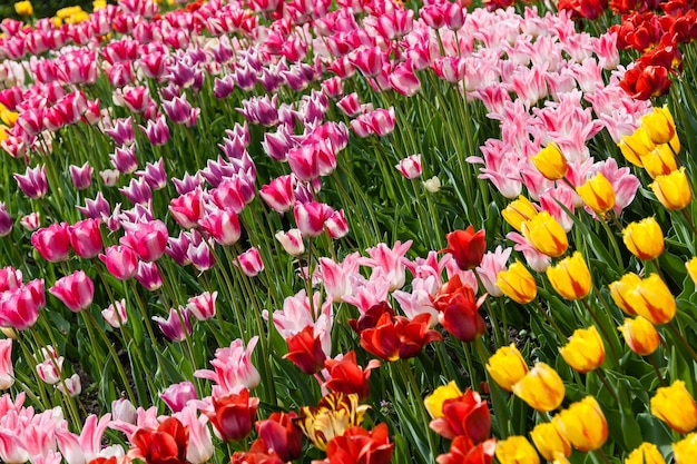 Parterres de fleurs et champs semés de tulipes colorées