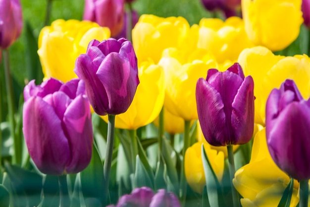 Parterres de fleurs et champs semés de tulipes colorées