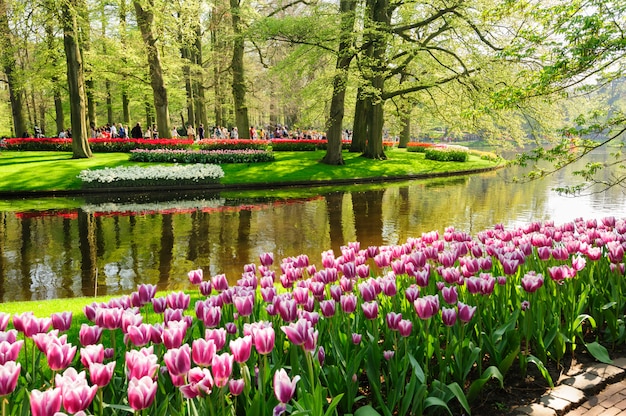 Parterres de fleurs des jardins de Keukenhof à Lisse, Pays-Bas