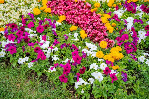 Parterres de fleurs luxuriantes dans le jardin d'été. Une belle journée ensoleillée. Large photo.