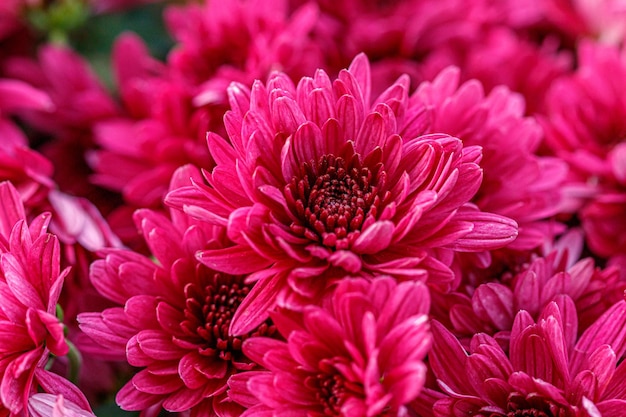 Parterres de fleurs multicolores de beaux chrysanthèmes