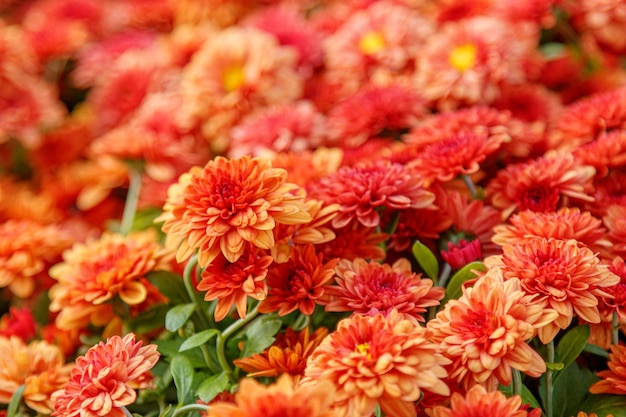 Parterres de fleurs multicolores de beaux chrysanthèmes