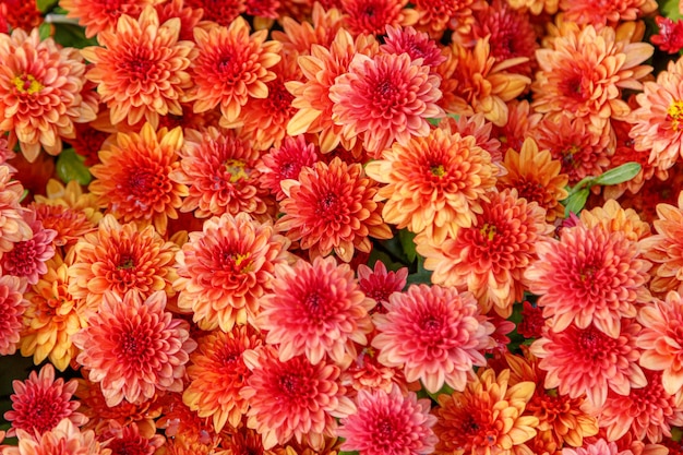 Parterres de fleurs multicolores de beaux chrysanthèmes