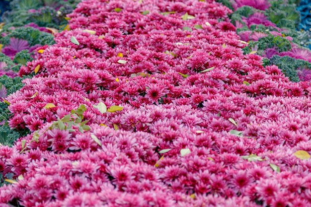 Parterres de fleurs multicolores de beaux chrysanthèmes